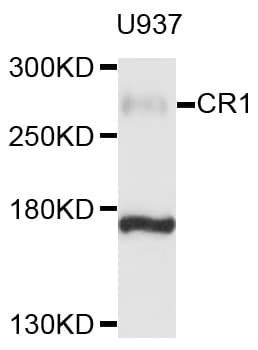 CR1 / CD35 Antibody (aa420-550)