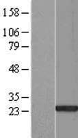 SAP30L Protein (Over-Expression Lysate Myc-DDK (Flag))