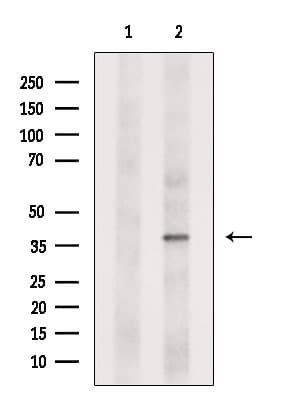 Polyclonal Rabbit anti-Human AMD / AMD1 Antibody (IF, WB)