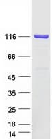 Human PC / Pyruvate Carboxylase Protein (Recombinant Myc-DDK (Flag))