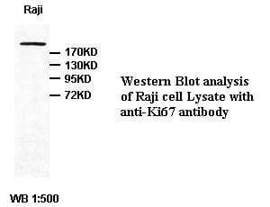 Polyclonal Rabbit anti-Human MKI67 / Ki67 Antibody (IHC, WB)