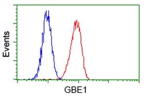 GBE1 Antibody (clone OTI4D9)