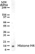 IHC-plus™ Polyclonal Rabbit anti-Human Histone H4 Antibody (aa15-30, IHC, WB)