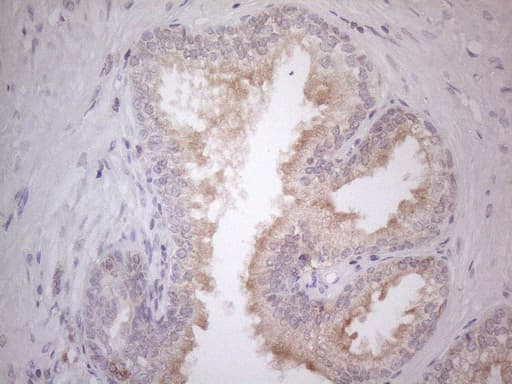 CDC42SE2 Antibody (clone OTI1B12)