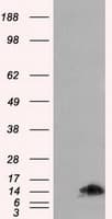 FKBP1A / FKBP12 Antibody (clone OTI3B3)
