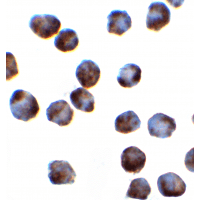 SRSF3 / SRP20 Antibody