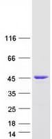 Human DLGAP4 Protein (Recombinant Myc-DDK (Flag))