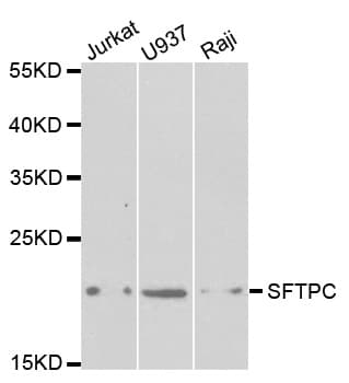 SFTPC / Surfactant Protein C Antibody