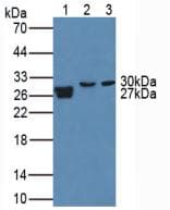 MMP7 / Matrilysin Antibody (aa1-267)