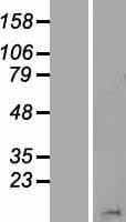 HIST1H2BN Protein (Over-Expression Lysate Myc-DDK (Flag))