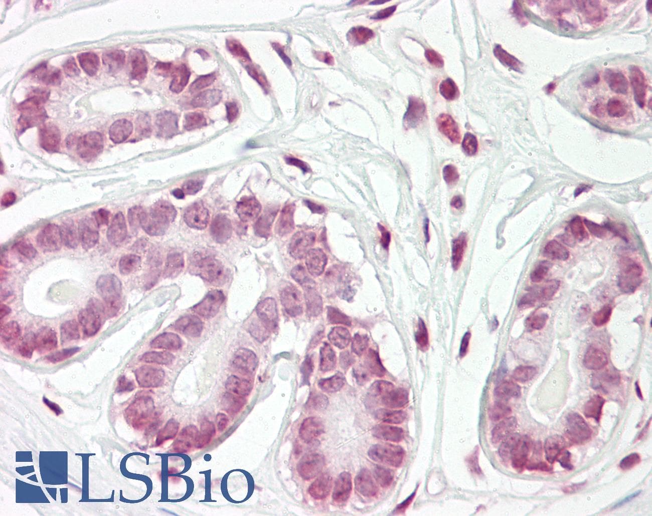 IHC-plus™ ZBTB2 Antibody (aa450-500)