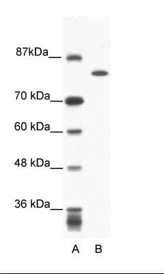 KIF23 / MKLP1 Antibody (aa32-81)
