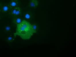 ALDH1L1 Antibody (clone OTI4D5)