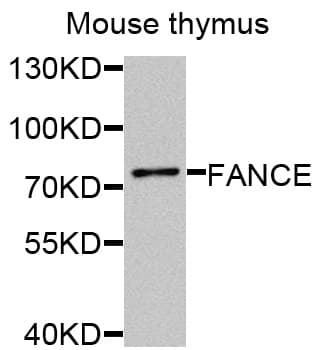 FANCE Antibody