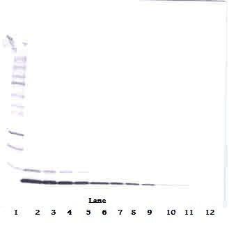 NRG1 / Heregulin / Neuregulin Antibody (Biotin)