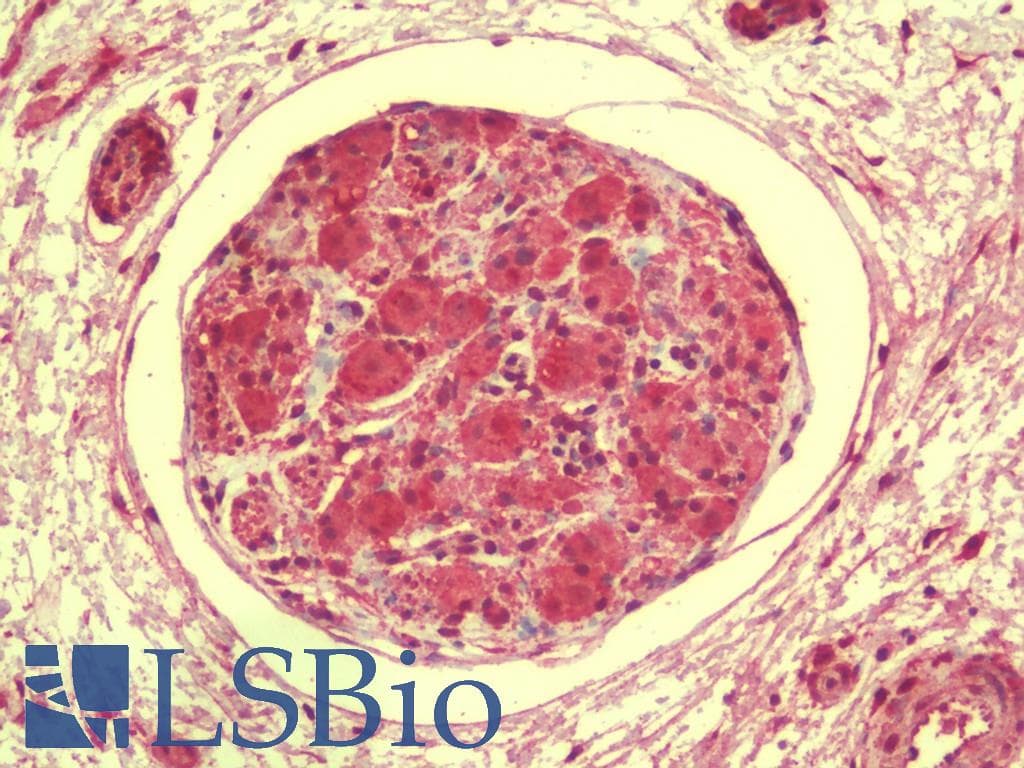 IHC-plus™ DRGX Antibody