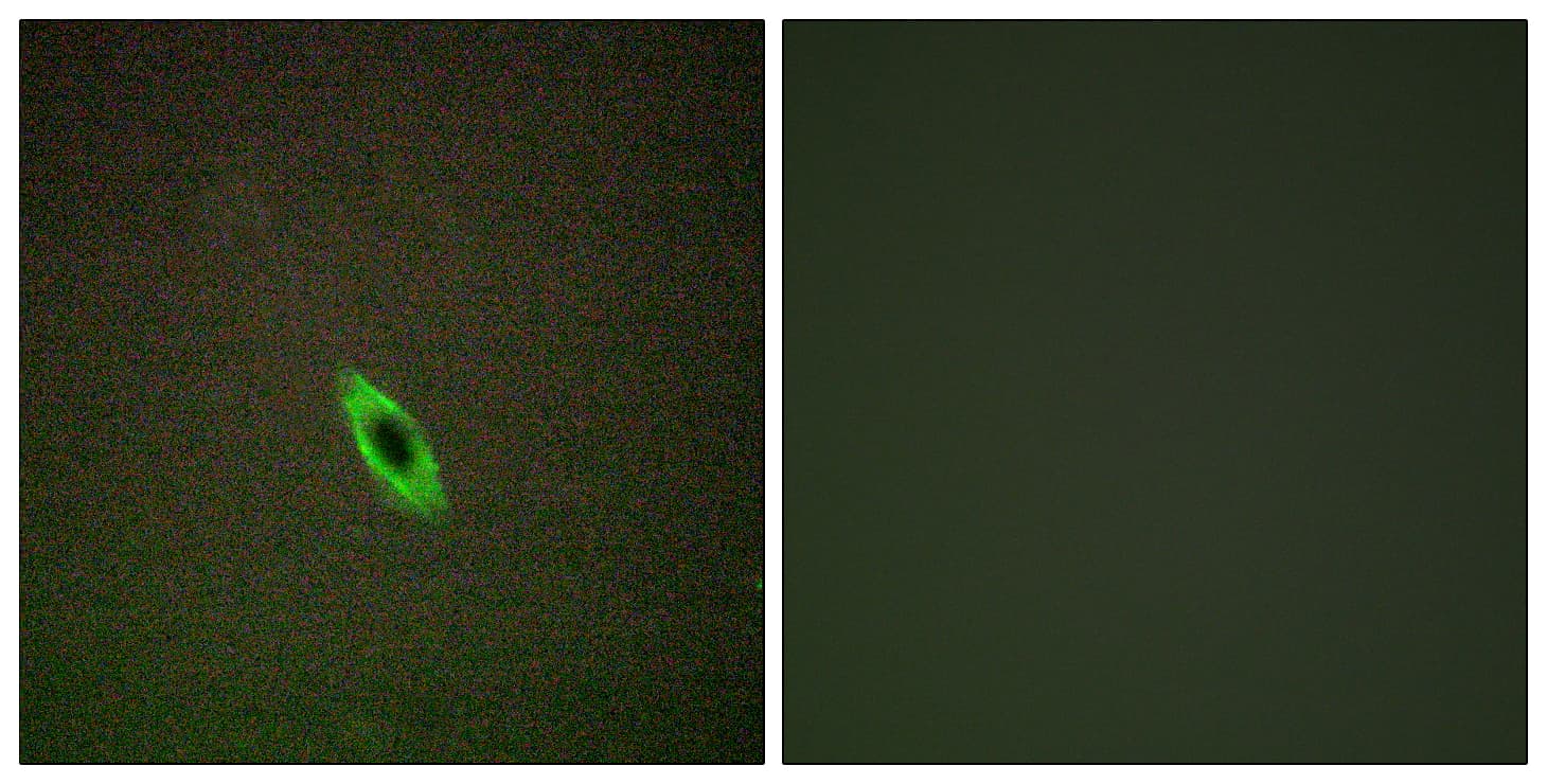 GZMA / Granzyme A Antibody (aa61-110)
