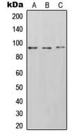 Polyclonal Rabbit anti-Human ICAM-1 / CD54 Antibody (C-Terminus, WB)