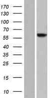 JRK Protein (Over-Expression Lysate Myc-DDK (Flag))