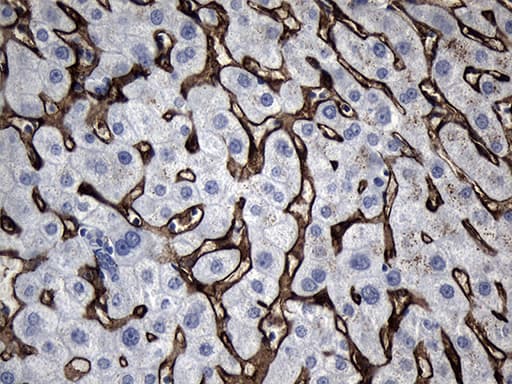 CLEC4M / L-SIGN / CD299 Antibody (aa74-329, clone OTI10C3, Carrier-free)