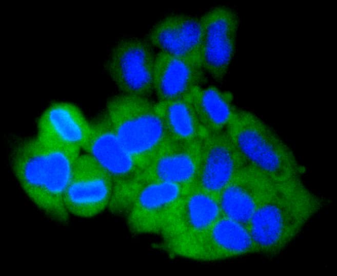 MCL1 / MCL 1 Antibody