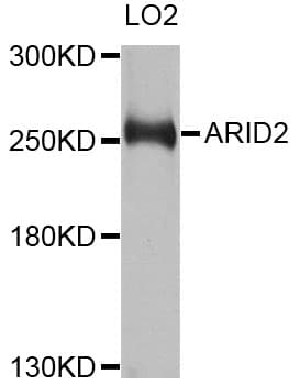 ARID2 Antibody