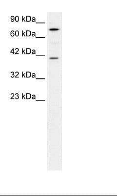 PCK1 Antibody (aa330-379)