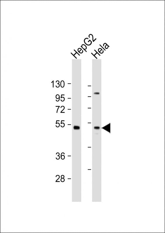 ZFP2 Antibody (aa379-411)