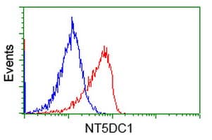 NT5DC1 Antibody (clone OTI3H2)