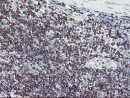 GIMAP4 Antibody (clone OTI2F9)