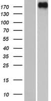 DEPDC2 Protein (Over-Expression Lysate Myc-DDK (Flag))
