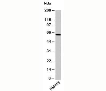 OTUD5 Antibody (C-Terminus)