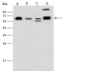 CCT3 Antibody