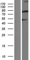 NBPF6 Protein (Over-Expression Lysate Myc-DDK (Flag))
