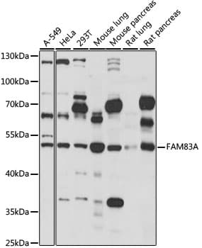 FAM83A Antibody