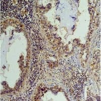 Phosphoserine Antibody