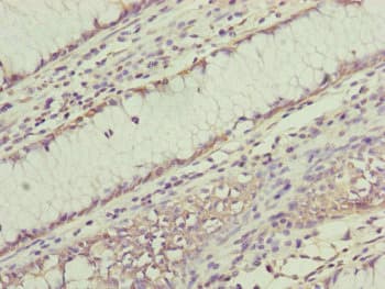 RNF11 Antibody