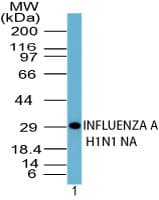 Influenza A Virus N1 Antibody (aa35-48)