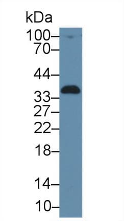 AMBP Antibody (aa22-203)