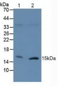 H2AFX / H2AX Antibody (aa2-143)