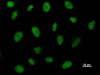 BRD3 Antibody (clone 2088C3a)