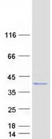 Human LDHC / Lactate Dehydrogenase C Protein (Recombinant Myc-DDK (Flag))