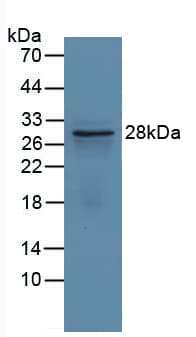 GCLM Antibody (aa40-251, Biotin)