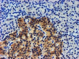 UBXN2B Antibody (clone OTI2E9, Carrier-free)