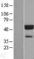 FLAD1 / FADS Protein (Over-Expression Lysate Myc-DDK (Flag))