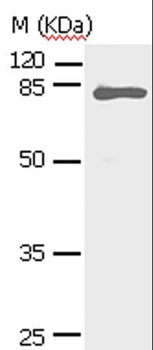 STAT5A Antibody