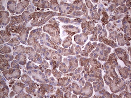 PKM2 Antibody (clone 12B9)