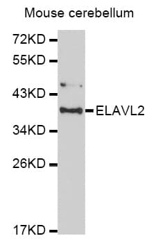 ELAVL2 / HUB Antibody