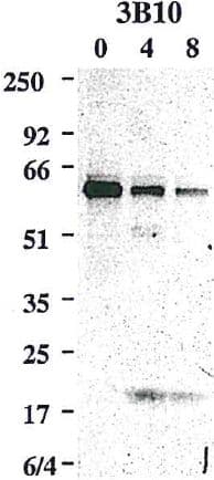 CASP8 / Caspase 8 Antibody (clone 3B10)