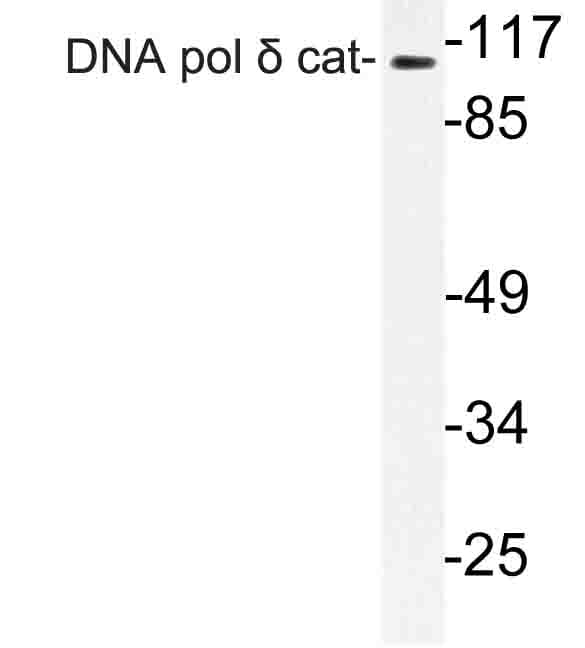 POLD1 Antibody (Asp1091)